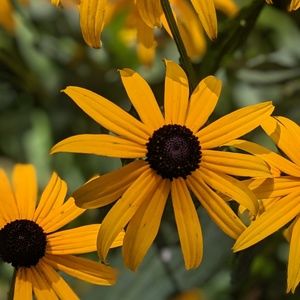 Meet your Posher, Margot